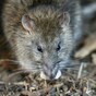 First-ever cluster of Weil's disease in New York kills one