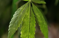 Man arrested after 'sophisticated' cannabis operations found in Mullingar