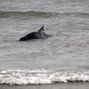 56 dolphins and whales have washed up on Irish beaches so far this year