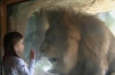 Watch: Fearless girl, 3, comes face-to-face with lion