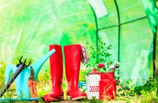 Updates from the potting shed - and a recipe for spicy carrot and lentil soup