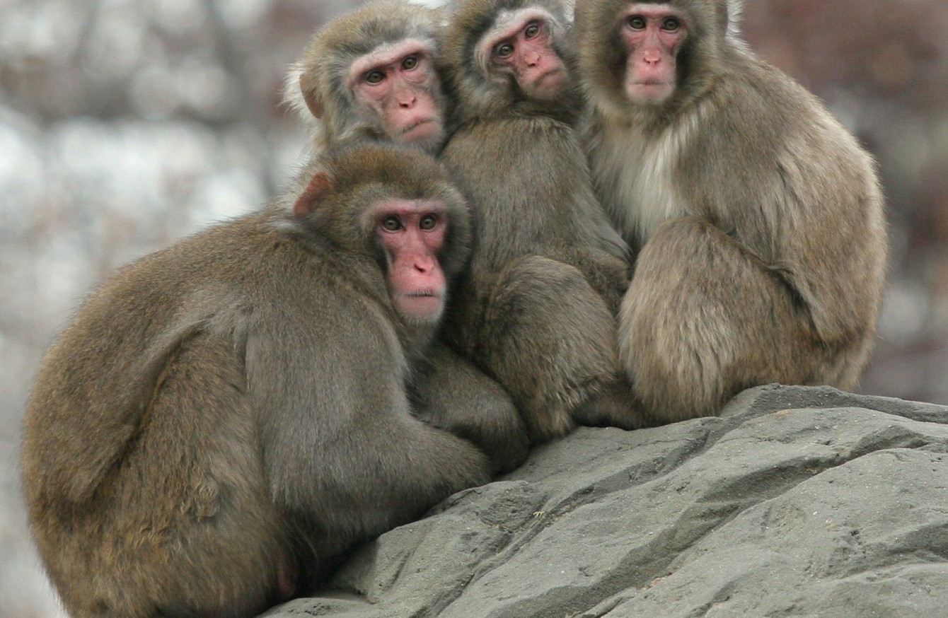 Четверо обезьян