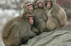 Japanese zoo culls 57 snow monkeys for being crossbred with an "invasive alien species"