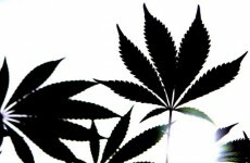 Man due in court over Mullingar cannabis seizure