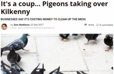 Pigeons are taking over Kilkenny and the locals are not at all happy about it