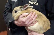 John Paul the rabbit needs a home after being abandoned near the Papal Cross