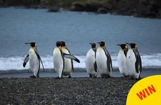 Galway wants to open Ireland's first 'penguinarium' so penguins can "hang out"