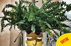 A Dublin designer turned his colleague's plant into a brilliant Simpsons reference when he was on holiday
