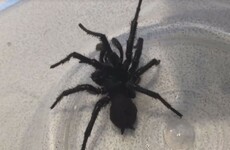 Boy survives deadly spider bite after taking record 12 vials of anti-venom
