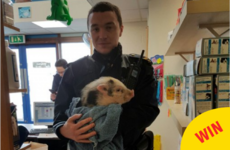 A tiny lost pig was reunited with his owners after the Gardaí picked him up