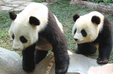 52 seconds of passion: Two giant pandas mated for the first time in four years today