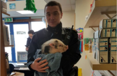 Gardaí found a lost little pig in Wicklow yesterday and reunited him with his owners
