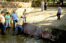 Brutally killed: El Salvador in shock as Gustavito the hippo stabbed to death