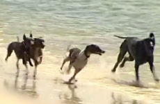 'It could have been a little nipper' - Shark snatches dog from Sydney beach