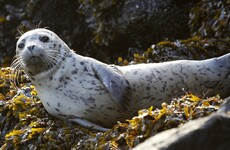 Seaweed could shield Ireland's food and drink business from Brexit fallout