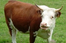 Mayo farmer dies after being gored by bull