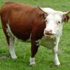 Mayo farmer dies after being gored by bull