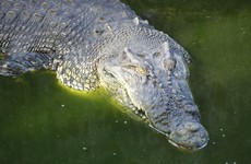 "Savage behaviour": Crocodile stoned to death by visitors at Tunisia zoo