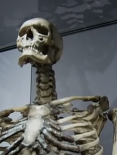 Irish giant's bones will stay at London museum - but he wanted to be buried at sea