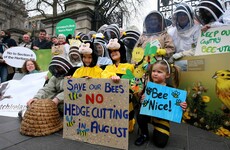 Hive of activity outside Dáil as beekeepers protest against new laws