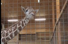 Millions of people have been watching a live stream of a pregnant giraffe about to give birth
