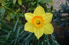 We'll have some spring-like temperatures this week - and some spring showers