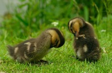 It's Friday so here's a slideshow of ducklings from around the world