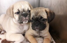 Four 'designer pups' seized at Dublin Port after being discovered in carry on luggage