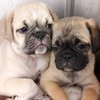 Four 'designer pups' seized at Dublin Port after being discovered in carry on luggage