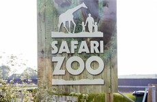 UK zoo to shut down after 500 animal deaths