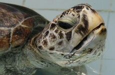 Surgeons remove 915 coins swallowed by Thai sea turtle