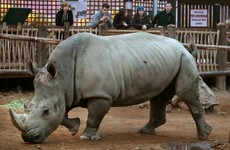 Vince the white rhino shot by poachers at French zoo and mutilated with chainsaw