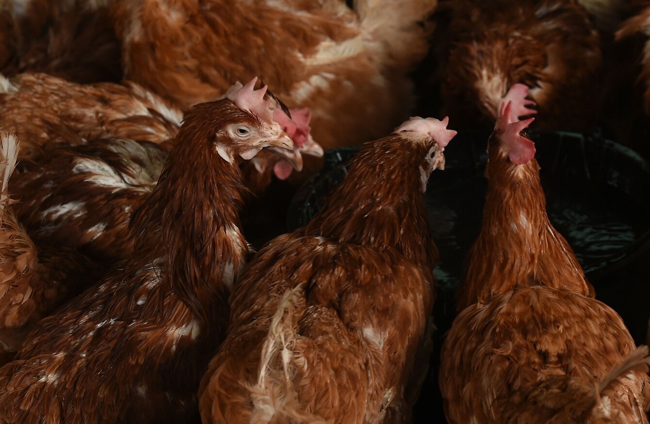 Why thousands of Irish chickens could soon be stripped of their free