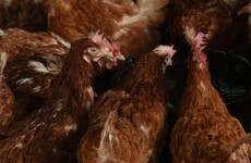 Why thousands of Irish chickens could soon be stripped of their free-range status