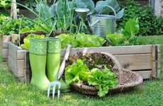 Gardening column: What to grow when you don't have much space, plus a wild garlic pesto recipe