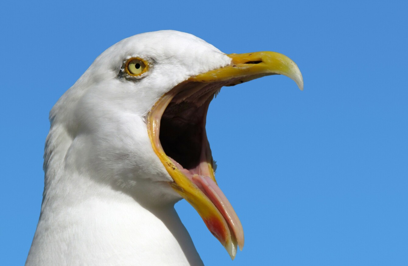 Senator suggests using lasers to keep 'aggressive' seagulls at bay