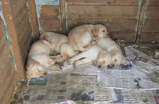 Puppies found covered in urine and faeces with no access to food or water