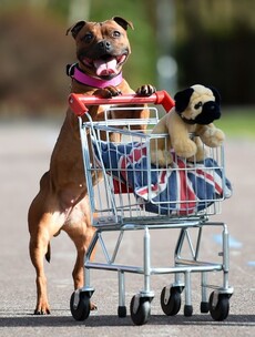 Just 21 excellent dogs from this year's Crufts