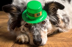 Fun poll: Is it really wrong to refer to 17 March as St Patty's Day?