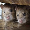 The Mayor of Paris has declared war on rats