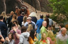 Zoo deaths: 'In the wild, gorillas don't eat their own vomit and pull out their hair in frustration'