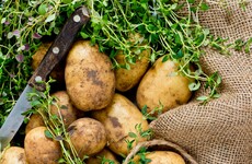 'Irish people put their spuds in the ground around St Paddy’s Day, believing it to be an auspicious day'
