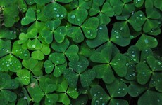 Fun poll: Are you wearing an actual sprig of shamrock today?