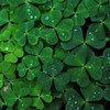 Fun poll: Are you wearing an actual sprig of shamrock today?