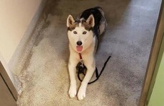 Paddy the Puppy has been reunited with his owners after being 'arrested by gardaí'