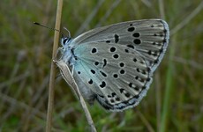 Man facing prison time in England after killing two butterflies