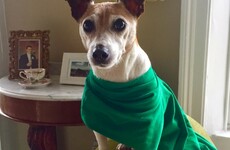 Just 17 photos of dogs having the time of their lives this Paddy's Day weekend
