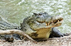 Australian teen who jumped into river for dare escapes crocodile attack by punching it in the head