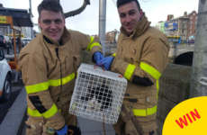 A cat was saved from the Liffey by the fire brigade and there were wonderful scenes
