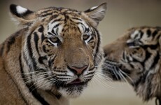 Bodies of five tigers with missing organs found in Vietnamese man's freezer